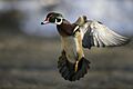 Wood duck in approach