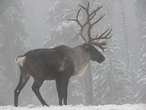 Woodland Caribou Southern Selkirk Mountains of Idaho 2007.jpg