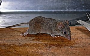 Yellow-Footed-Antiechinus--antechinus-Flavipes.jpg