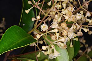 2015-11-13 ~ NSW - Mount Keira - Syzygium smithii