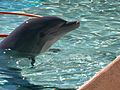 A dolphin swimming at Six Flags in Vallejo