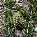 Abies bracteata 01 Cone Peak