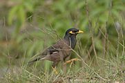 Acridotheres tristis Raiganj.WB.India Sayan.Dey