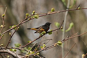 American Redstart