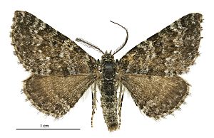 Aponotoreas incompta male.jpg