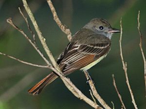 Ash-throated Flycatcher