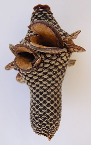 Banksia menziesii cone