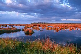 Big branch marsh nwr.jpg