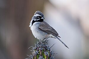 Black-throated Sparrow (Amphispiza bilineata) (8079397370).jpg