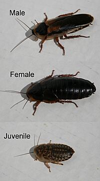 Blaptica-Dubia-cockroaches-x3-male-female-juvenile-v2