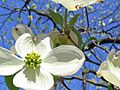 Blooming Dogwood