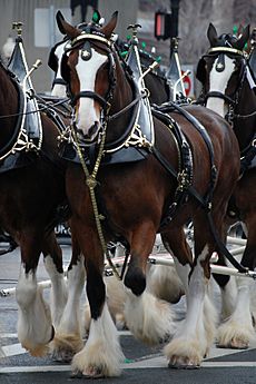 Budweiser Clydesdales Boston