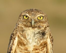 Burrowing owl (Athene cunicularia)