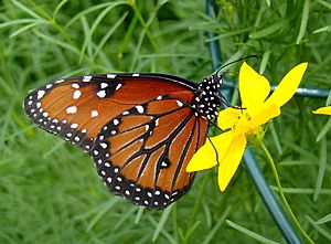 Butterfly House 2.JPG