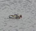 Cape Teal, Serengeti