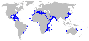 Carcharhinus plumbeus distmap.png