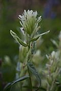 Castilleja caudata (7833509798).jpg