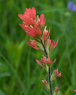 Castilleja coccinea Downs Prairie.jpg