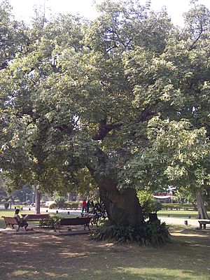 Ceiba - Bagh-e-Jinnah