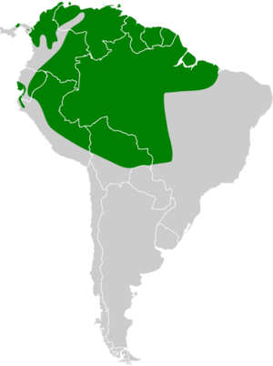 Chaetura brachyura map.svg