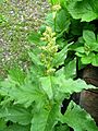 Chenopodium bonus-henricus