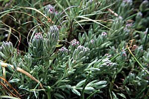 Chloropyron maritimum ssp palustre