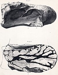 Chondrosteosaurus.jpg