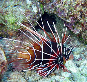 Clearfin Lionfish