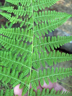 Dennstaedtia bipinnata (homeredwardprice) 001.jpg