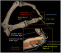 Distal-phalanges-thumb-index Journal.pone.0011727.g001