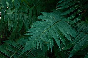 Dryopteris goldiana10