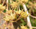 Dudleya edulis 3