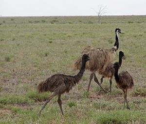 Emu family