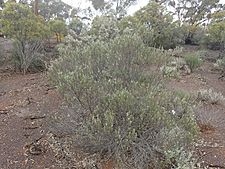 Eremophila psilocalyx (habit)