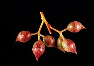 Eucalyptus annuliformis buds.jpg