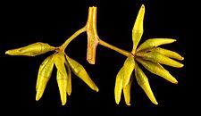 Eucalyptus capillosa subsp. capillosa buds