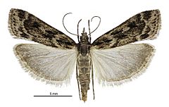 Eudonia illota female.jpg