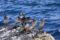 European shags in mating plume