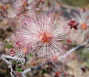 Fairy duster Saguaro NP