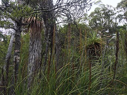 February 2017 Southern Tasmania