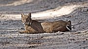 Florida Bobcat.jpg