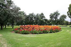 Flower bed in the Adelaide Parklands