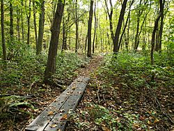 Freneau Woods Boardwalk.jpg