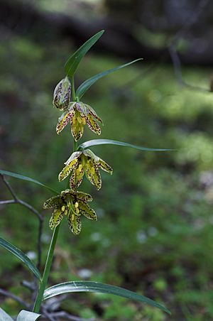 Fritillaria affinis Mt Diablo.jpg