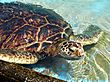 GreenSeaTurtle-2.jpg