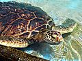 GreenSeaTurtle-2