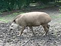 Hamburg zoo tapir