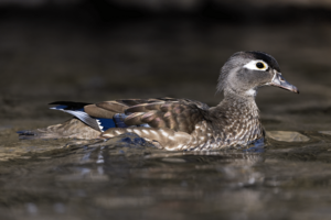 Hen Wood Duck.png