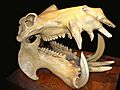 Hippo skull dark