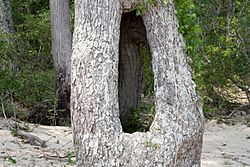 Holey Tree (772111164)